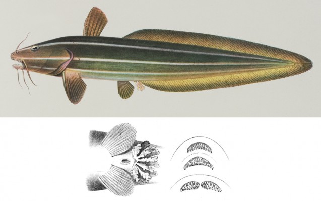 Plotosus lineatus 1